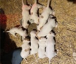 Small Photo #7 Pointer Puppy For Sale in CENTREVILLE, MD, USA