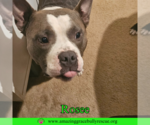 Small #2 American Bulldog Mix