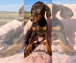 Small #2 Doberman Pinscher