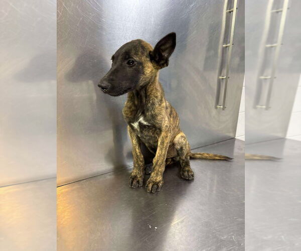 Medium Photo #4 Dutch Shepherd -Unknown Mix Puppy For Sale in Imlay City, MI, USA