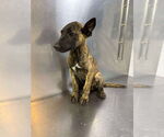 Small #3 Dutch Shepherd  Mix