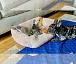 Small Photo #3 French Bulldog Puppy For Sale in PHILADELPHIA, PA, USA
