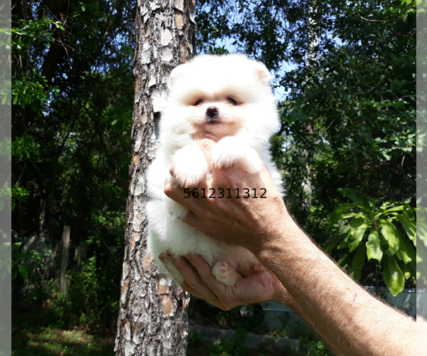 Medium Photo #1 Pomeranian Puppy For Sale in PALM BCH GDNS, FL, USA