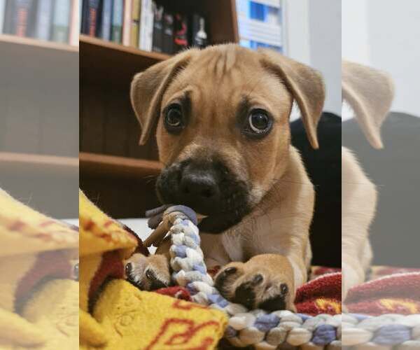 Medium Photo #3 Mutt Puppy For Sale in Waterloo, IA, USA