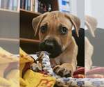 Small #2 Mutt