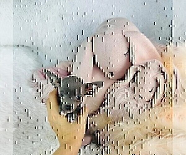 Medium Photo #5 Chihuahua Puppy For Sale in WINTER PARK, FL, USA