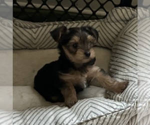 Yorkshire Terrier Puppy for sale in RIDGEWAY, VA, USA
