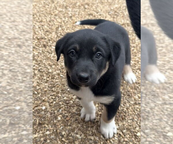 Medium Photo #1 Labrador Retriever-Unknown Mix Puppy For Sale in Bolivar, MO, USA