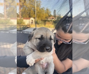 Medium Kangal Dog