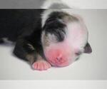 Small Photo #5 Miniature Australian Shepherd Puppy For Sale in CIRCLEVILLE, UT, USA