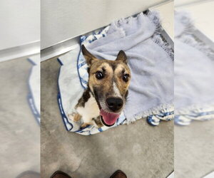 German Shepherd Dog-Unknown Mix Dogs for adoption in Temple, TX, USA