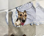 A081164 - Male German Shepherd Dog-Unknown Mix Dog for Adoption - Small photo