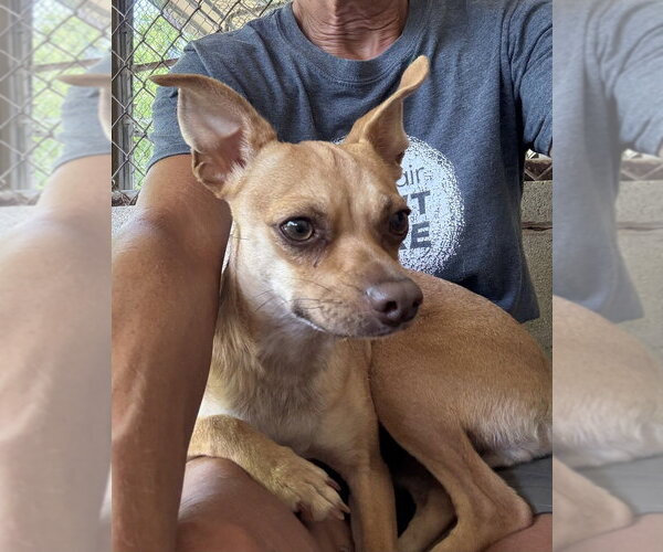 Medium Photo #5 Mutt Puppy For Sale in San Leon, TX, USA