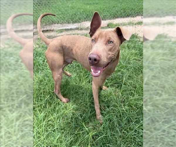 Medium Photo #1 Unknown-Weimaraner Mix Puppy For Sale in Conroe, TX, USA