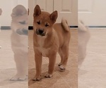Small Photo #3 Shiba Inu Puppy For Sale in RIVERSIDE, CA, USA