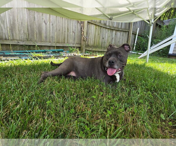 Medium Photo #6 Mutt Puppy For Sale in Richmond, IN, USA