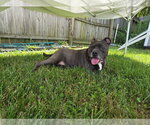 Small Photo #6 Mutt Puppy For Sale in Richmond, IN, USA