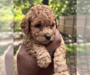 Poodle (Miniature) Puppy for sale in MCDONOUGH, GA, USA