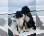 Small Photo #17 Portuguese Water Dog Puppy For Sale in REXBURG, ID, USA