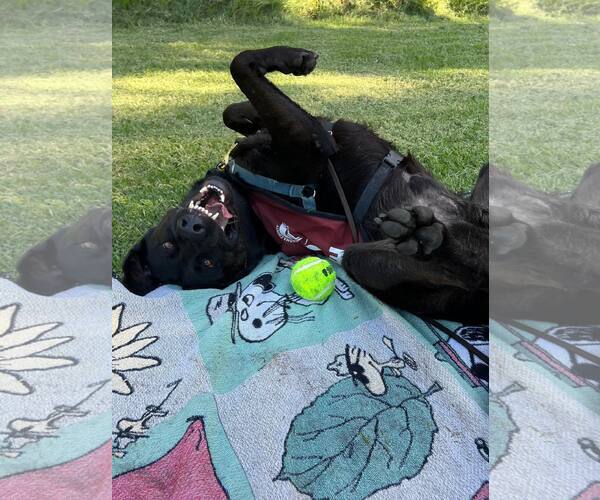 Medium Photo #3 Labrador Retriever-Unknown Mix Puppy For Sale in Petaluma, CA, USA