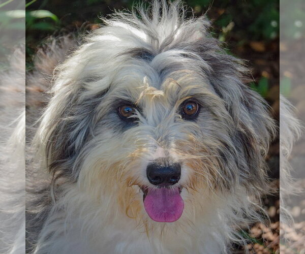 Medium Photo #1 Australian Shepherd-Unknown Mix Puppy For Sale in Huntley, IL, USA