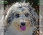 Small Australian Shepherd Mix