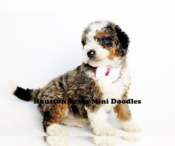 Medium Photo #10 Australian Labradoodle-Miniature Bernedoodle Mix Puppy For Sale in HOUSTON, TX, USA