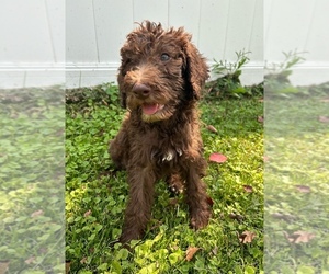 Labradoodle Puppy for sale in DAVENPORT, IA, USA