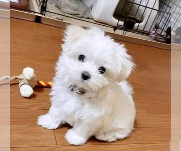 Medium Photo #7 Maltese Puppy For Sale in ALTAMONTE SPRINGS, FL, USA