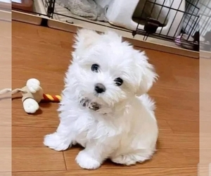 Medium Maltese