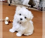 Puppy 2 Maltese