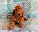 Small Photo #6 Irish Doodle Puppy For Sale in LANCASTER, PA, USA
