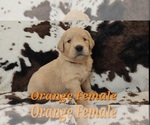 Puppy Orange Female Golden Retriever