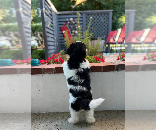 Medium Photo #4 Bernedoodle (Miniature) Puppy For Sale in MILWAUKEE, WI, USA
