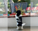 Small #3 Bernedoodle (Miniature)