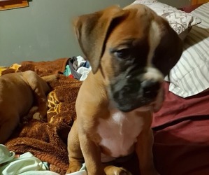 Boxer Puppy for sale in BLACKSBURG, SC, USA