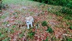 Small Photo #16 Jack Russell Terrier Puppy For Sale in AIKEN, SC, USA