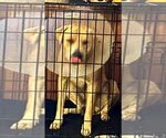 Small Photo #4 Labrador Retriever-Unknown Mix Puppy For Sale in Okolona, MS, USA
