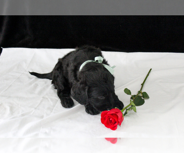 Medium Photo #7 Labradoodle Puppy For Sale in NAPPANEE, IN, USA