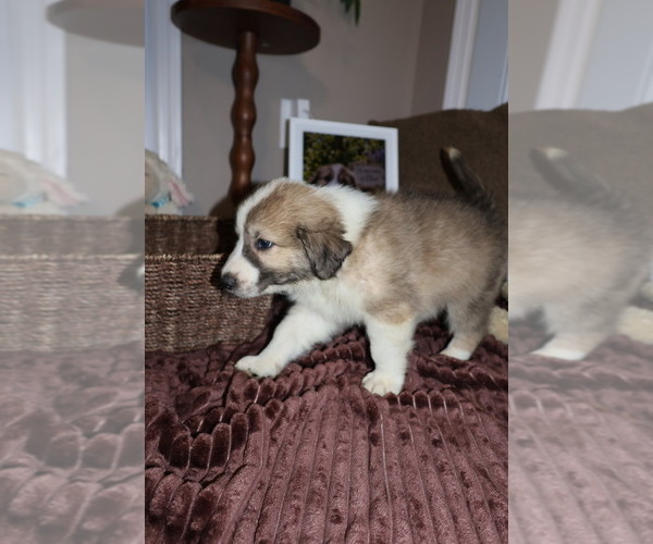 Medium Photo #75 Aussie Pyrenees Puppy For Sale in LEXINGTON, SC, USA