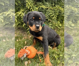 Rottweiler Puppy for sale in MIDDLEBURY, IN, USA