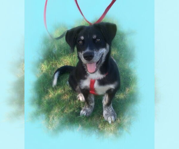 Medium Photo #1 Dachshund-Huskies  Mix Puppy For Sale in Phoenix, AZ, USA