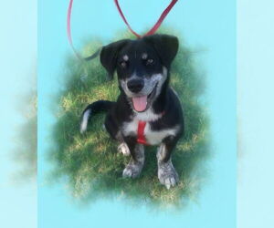 Dachshund-Huskies Mix Dogs for adoption in Phoenix, AZ, USA