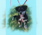 Small Dachshund-Huskies  Mix