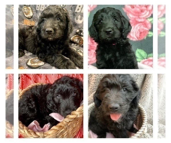 Medium Photo #3 Goldendoodle Puppy For Sale in MADISONVILLE, TN, USA