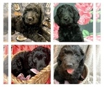 Small Photo #3 Goldendoodle Puppy For Sale in MADISONVILLE, TN, USA