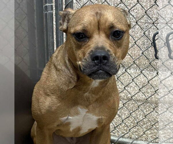 Medium Photo #3 American Pit Bull Terrier-Unknown Mix Puppy For Sale in Martinsburg, WV, USA