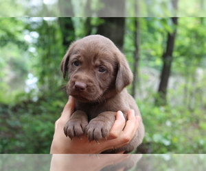 Labrador Retriever Puppy for sale in GRETNA, VA, USA