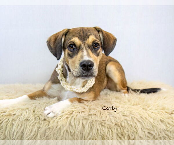 Medium Photo #2 Mutt Puppy For Sale in Hot Springs Village, AR, USA