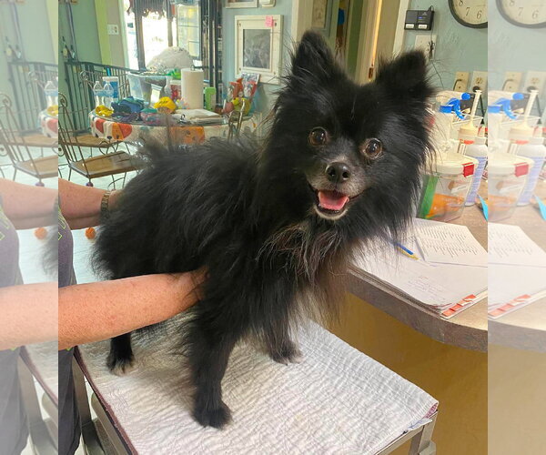 Medium Photo #1 Pomeranian Puppy For Sale in Benton, LA, USA